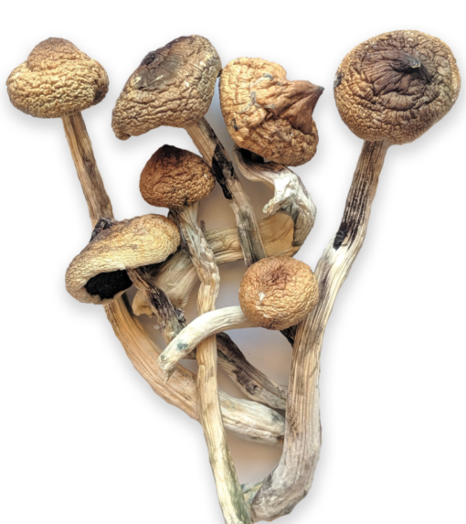 Golden teacher mushroom
