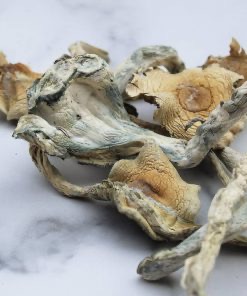 Treasure Coast Magic Mushrooms