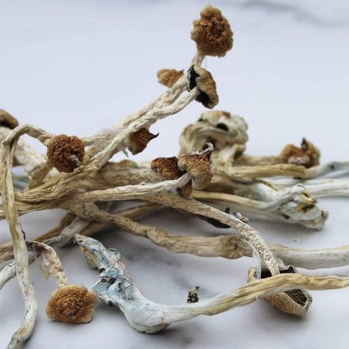 Blue Meanies mushroom