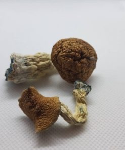 Vietnamese Mushrooms