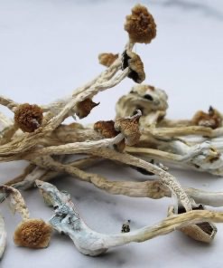 Costa Rican magic mushrooms