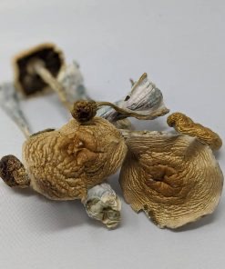 Cambodian cubensis mushroom
