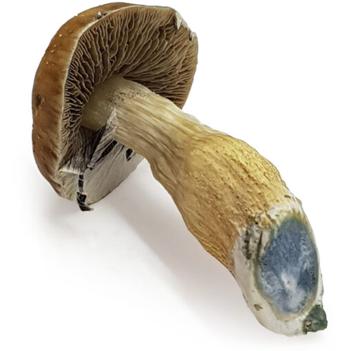 Cuban Cubensis